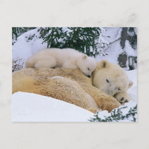 Carte Postale Ours couché