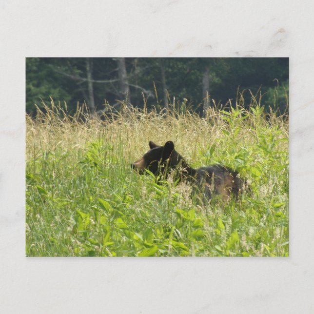 Carte Postale Ours dans un champ (Devant)