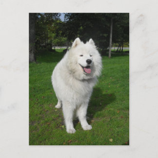 Carte Postale Ours de glace…