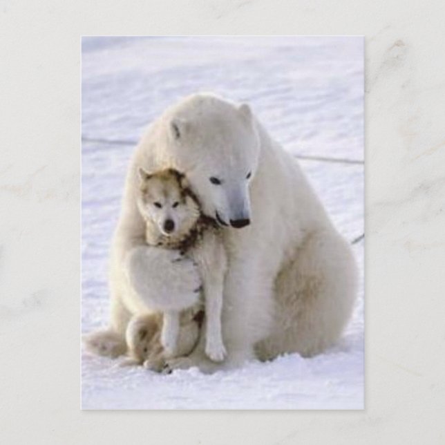 Carte Postale Ours de glace et chien (Devant)