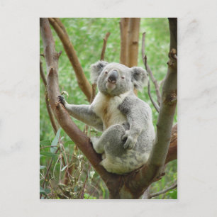 Carte Postale Ours De Koala Assis Sur L'Arbre Au Zoo De Perth