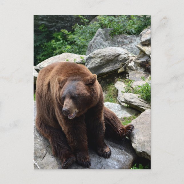 Carte Postale Ours de la Caroline du Nord (Devant)