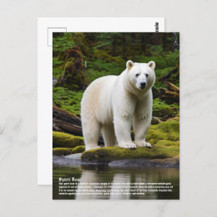 Carte Postale Ours d'esprit