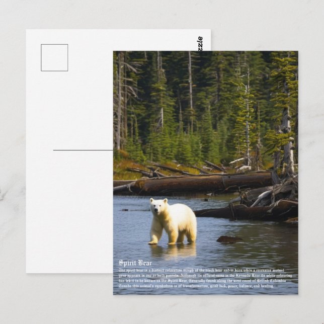 Carte Postale Ours d'esprit (Devant / Derrière)