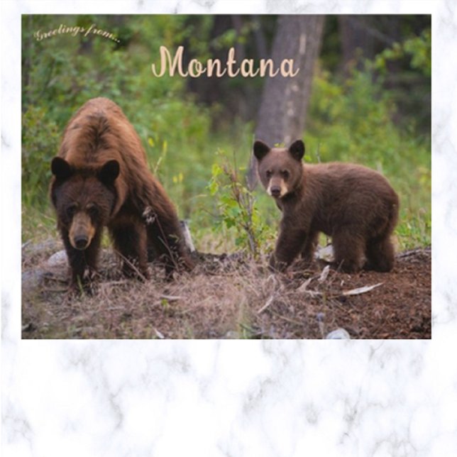 Carte Postale Ours en Boulder Valley Montana USA (Créateur téléchargé)