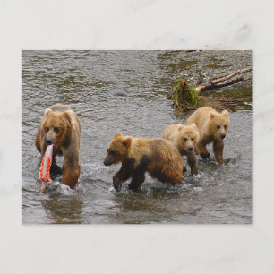 Carte Postale Ours et 3 petits, Brooks Falls Alaska