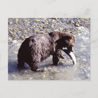 Carte Postale Ours gris pêchant un poisson sur l'île de