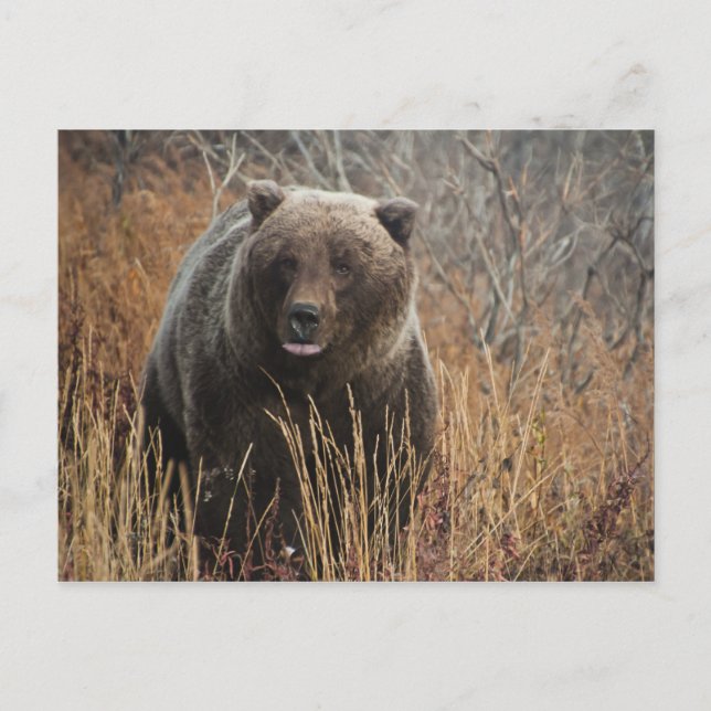 Carte Postale Ours grizzli aux lèvres bleues (Devant)