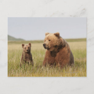 Carte Postale Ours grizzli avec petit