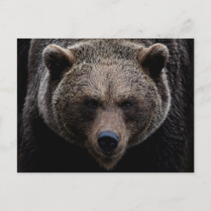Carte Postale Ours grizzli Brown