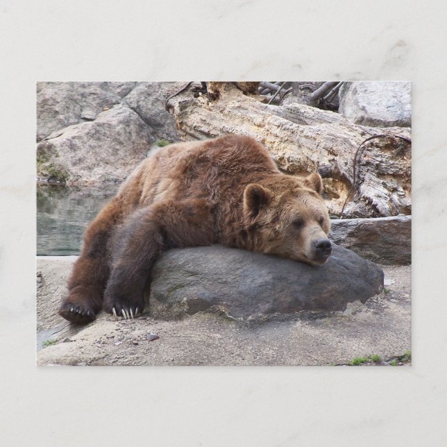 Carte Postale Ours Grizzli Reposant Sur Rocher (Devant)