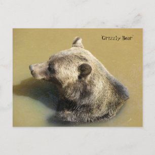 Carte Postale Ours Grizzly dans l'Eau