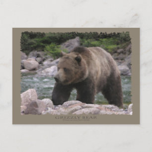 Carte Postale Ours grizzly - Pastels