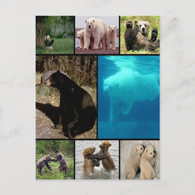 Carte Postale Ours joueurs (Devant)
