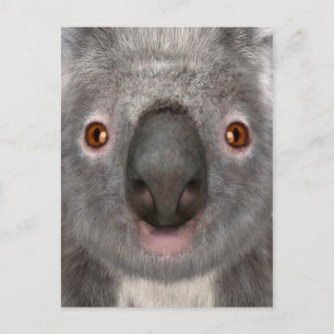 Carte Postale Ours koala