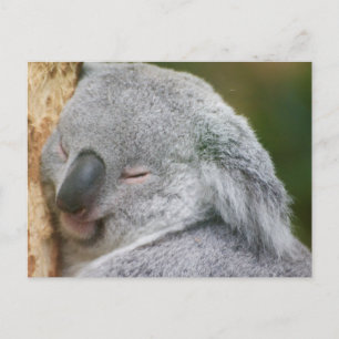 Carte Postale Ours Koala