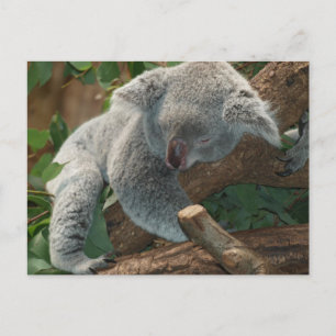 Carte Postale Ours Koala couché mou