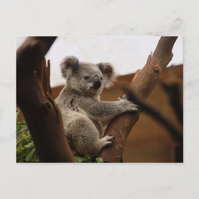 Carte Postale Ours Koala mignon reposant dans un arbre (Devant)