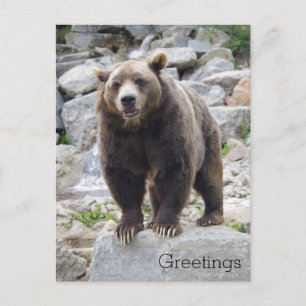 Carte Postale Ours Kodiac debout sur un rocher