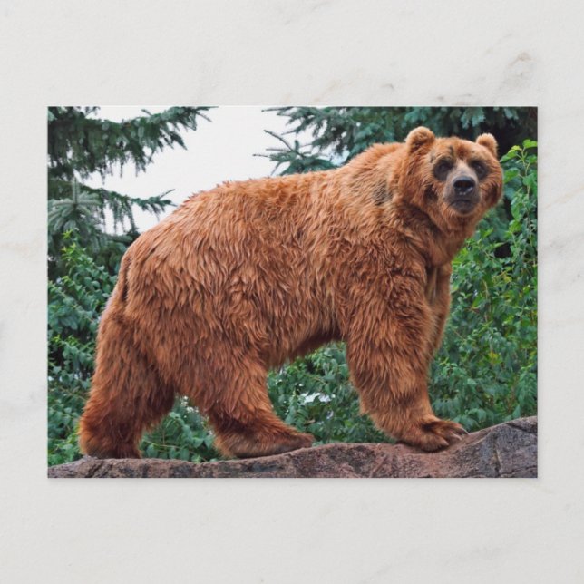 Carte Postale Ours Kodiak (Devant)