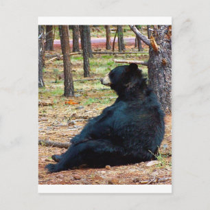 Carte Postale Ours noir