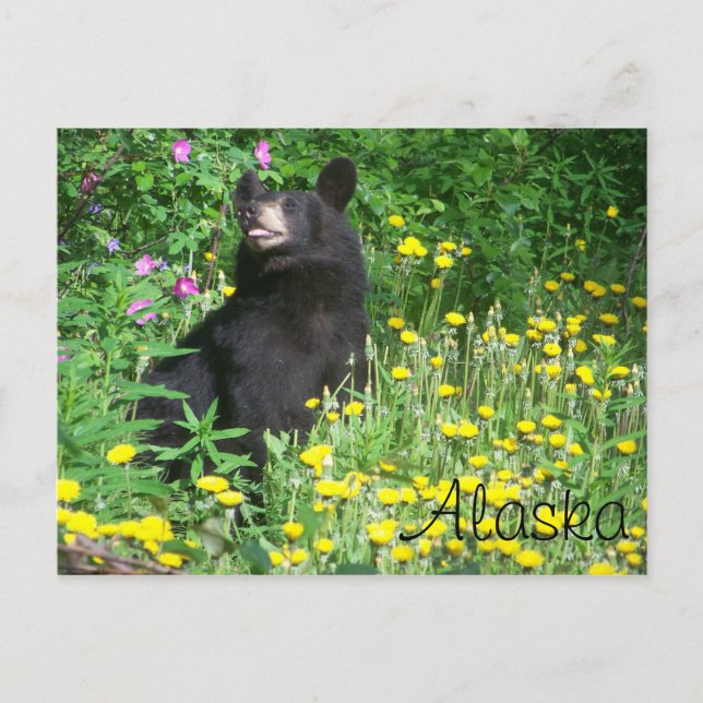 Carte postale Ours noir (Devant)