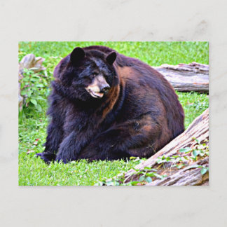 Carte Postale Ours (Noir)