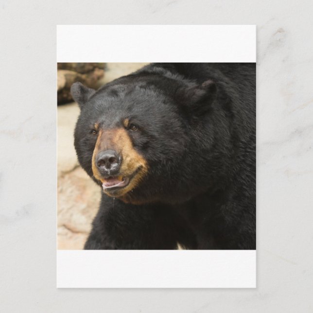 Carte Postale Ours noir (Devant)