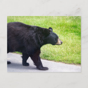 Carte Postale Ours noir