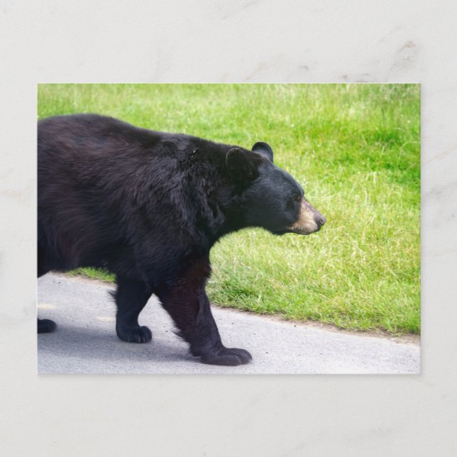 Carte Postale Ours noir (Devant)