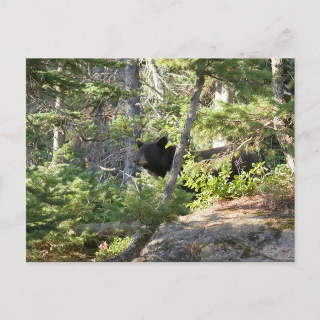Carte Postale Ours noir à Grand Teton (Devant)