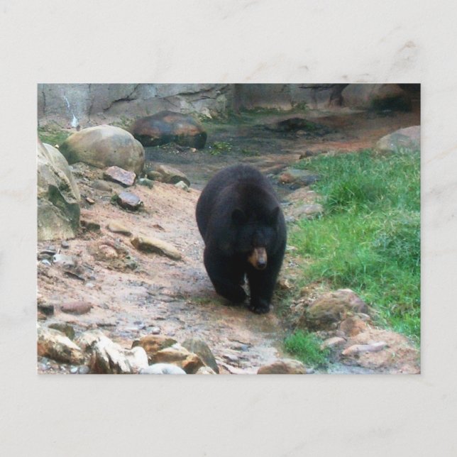 Carte Postale Ours noir américain (Devant)