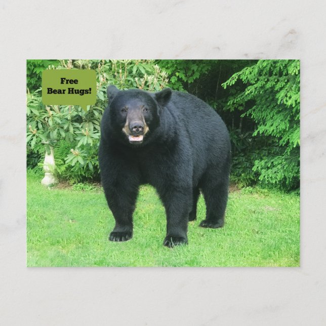 Carte Postale Ours noir - "Câlins d'ours libre pour petits !" (Devant)