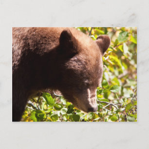 Carte Postale Ours noir cannelle