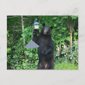 Carte Postale Ours noir - "Ce n'est pas ce que ça a l'air!"