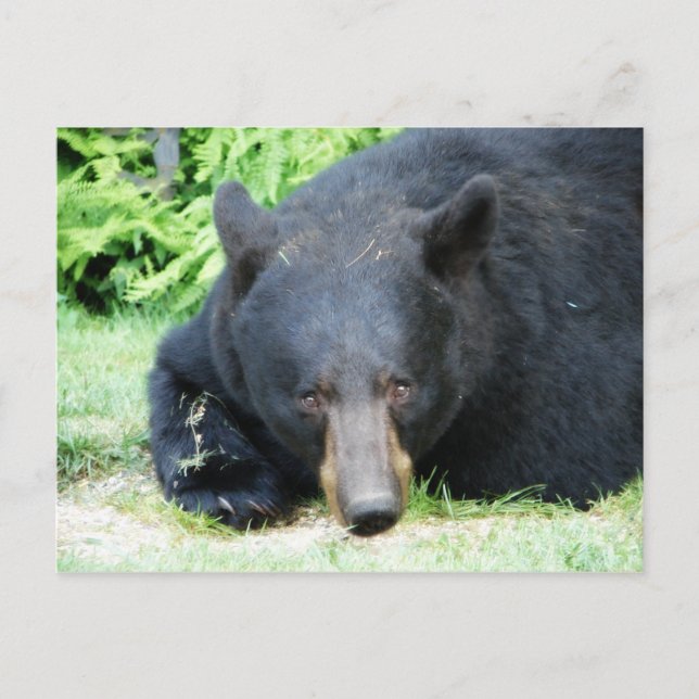 Carte Postale Ours Noir - "Cubby Love" (Devant)
