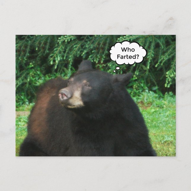 Carte Postale Ours Noir - "Cubby Qui A Farci ?" (Devant)