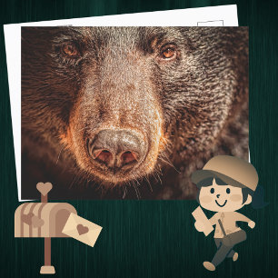 Carte Postale Ours noir d'Amérique en gros plan