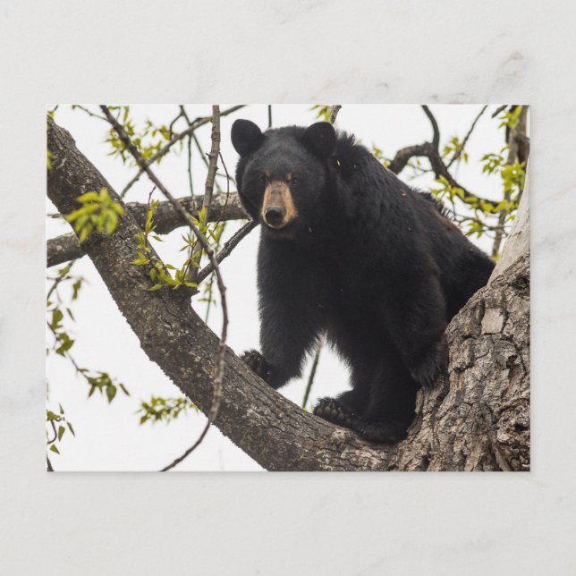 Carte Postale Ours noir Escalade (Devant)