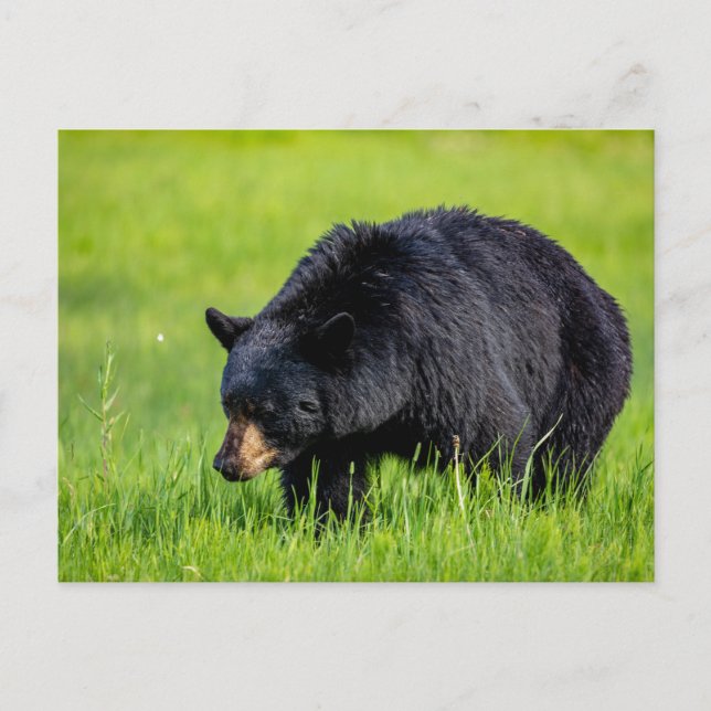 Carte Postale Ours noir sauvage en Amérique du Nord (Devant)