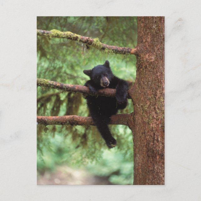 Carte Postale ours noir, Ursus americanus, petit dans un arbre (Devant)