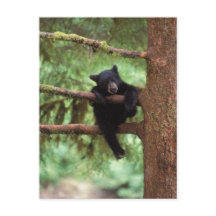 ours noir, Ursus americanus, petit dans un arbre