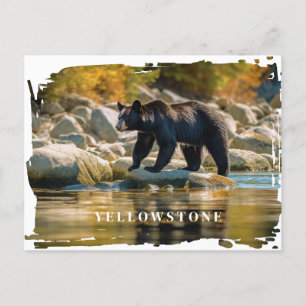 Carte postale Ours noir Yellowstone