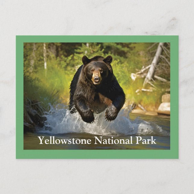 Carte postale Ours noir Yellowstone (Devant)