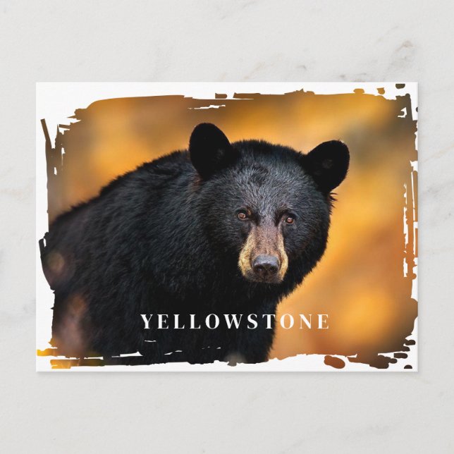 Carte postale Ours noir Yellowstone (Devant)