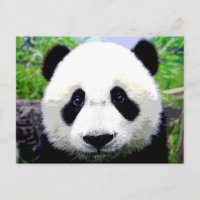 Ours Panda