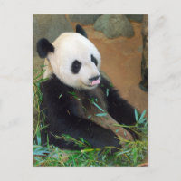 Ours Panda