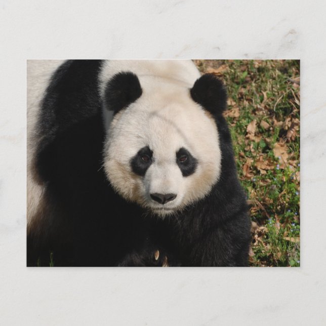 Carte Postale Ours Panda Petulant (Devant)