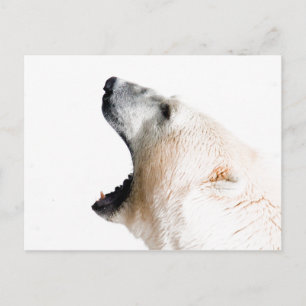 Carte Postale Ours polaire