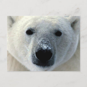 Carte Postale Ours polaire